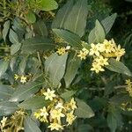 Cestrum parquiЦветок