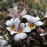 Viola pygmaea Kukka