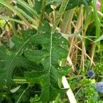 Echinops exaltatus Foglia