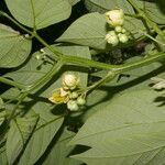 Senna hayesiana Flower