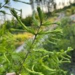 Larix deciduaLeht