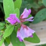 Lespedeza violacea Žiedas