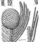 Araucaria subulata Muu