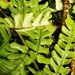 Dryopteris crassirhizoma List