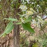 Montanoa bipinnatifida Folha