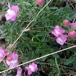 Antirrhinum majusКвітка