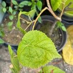 Tilia x europaea Blad