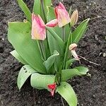 Tulipa kaufmanniana പുഷ്പം