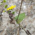 Heterotheca subaxillaris Leaf