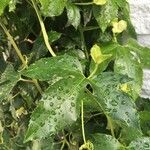 Passiflora cincinnata List