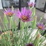 Tragopogon porrifolius 葉