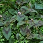 Persicaria capitata Лист