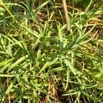 Dianthus gyspergerae पत्ता