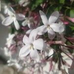 Jasminum polyanthum Λουλούδι