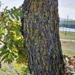 Quercus conferta Bark