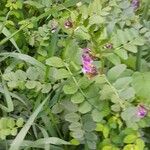 Vicia sepium Costuma