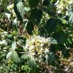 Pycnanthemum incanum Цветок