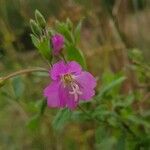 Epilobium hirsutum Floare