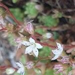 Sedum hirsutum Квітка