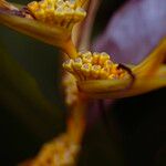 Heliconia psittacorum Other