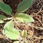 Solanum tettense Fulla