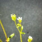 Saxifraga adscendens Flower