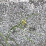 Sisymbrium orientale Fruto
