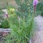 Liatris aspera Habit