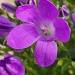 Campanula portenschlagianaBlüte