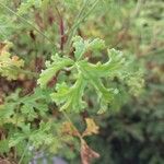 Pelargonium trifidum Blatt