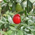 Ruscus aculeatus 果實