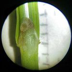 Carex binervis Rhisgl