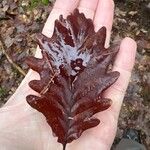 Quercus petraeaЛисток