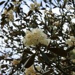 Rhododendron arizelum Flower