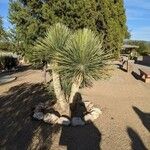 Yucca elata Vekstform