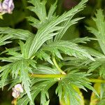 Aconitum burnatii Hoja