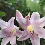 Amaryllis belladonna Floare