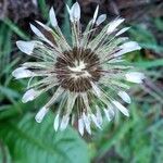 Taraxacum erythrospermum 果