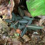 Chimaphila maculata Hoja