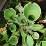 Nepenthes ampullaria Leaf