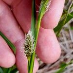 Carex hirta Flor