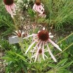 Echinacea pallida Λουλούδι