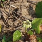Hydrocotyle bonariensis Floare