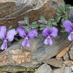 Viola diversifolia موطن