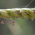 Urochloa trichopus Fruto