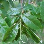 Oxydendrum arboreum Frunză