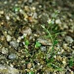 Subularia aquatica Habit