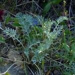 Tanacetum cinerariifolium Цвят