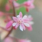 Heuchera sanguineaFloro