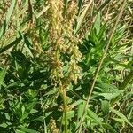 Rumex verticillatus Blatt